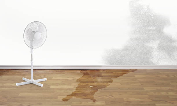 Best Professional water damage repair  in North Browning, MT